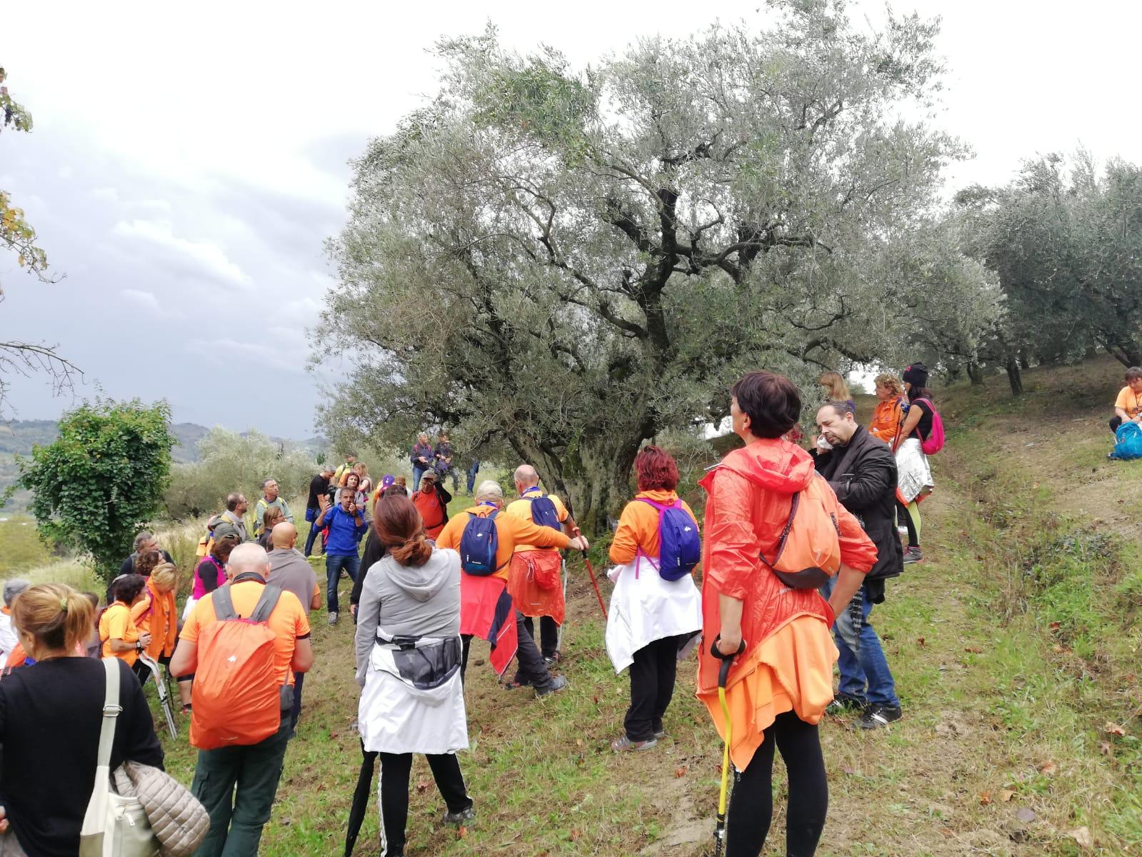 In Abruzzo per un’esperienza  di gusto e cultura con la Camminata tra gli olivi