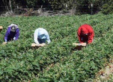 L'Aquila, sfruttamento lavorativo, ispezioni e controlli nella Piana del Fucino da parte della  Task Force contro il caporalato