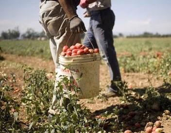 Sospeso lo sciopero dei lavoratori agricoli in programma domani 30 aprile