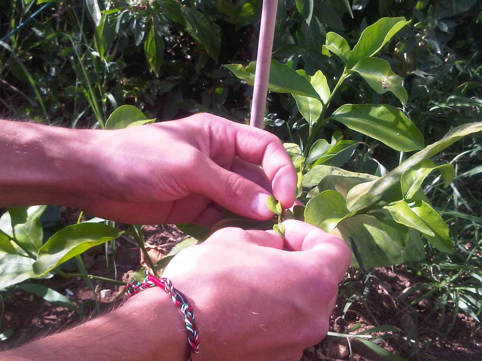 GIOVANI E TERRITORIO: IN ABRUZZO RINVERDISCE LA PASSIONE PER L'AGRICOLTURA ANCHE INNOVATIVA