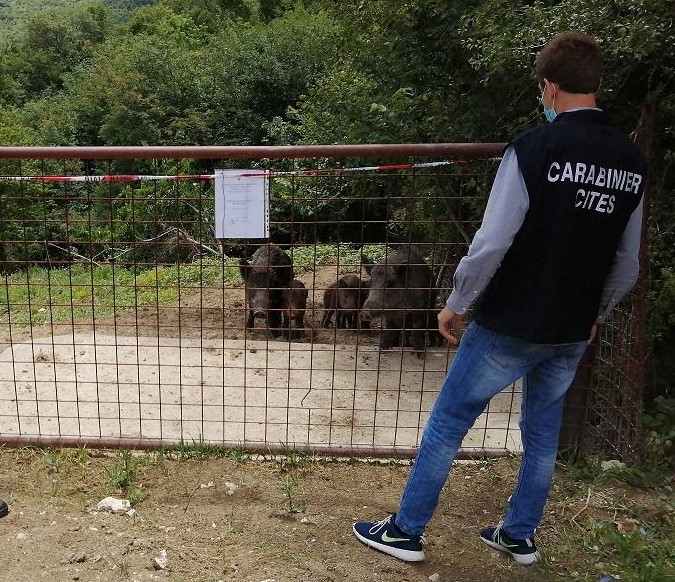 Sequestrato dai Carabinieri Forestrali un allevamento abusivo di cinghiali a Rosciano.