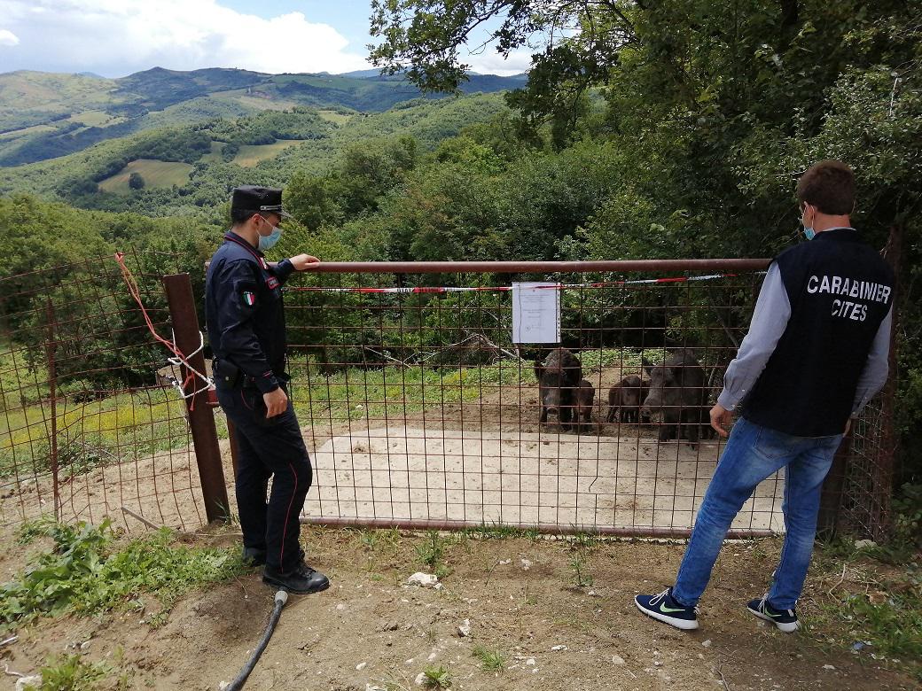 Sequestrato un allevamento abusivo di cinghiali a Torricella Peligna