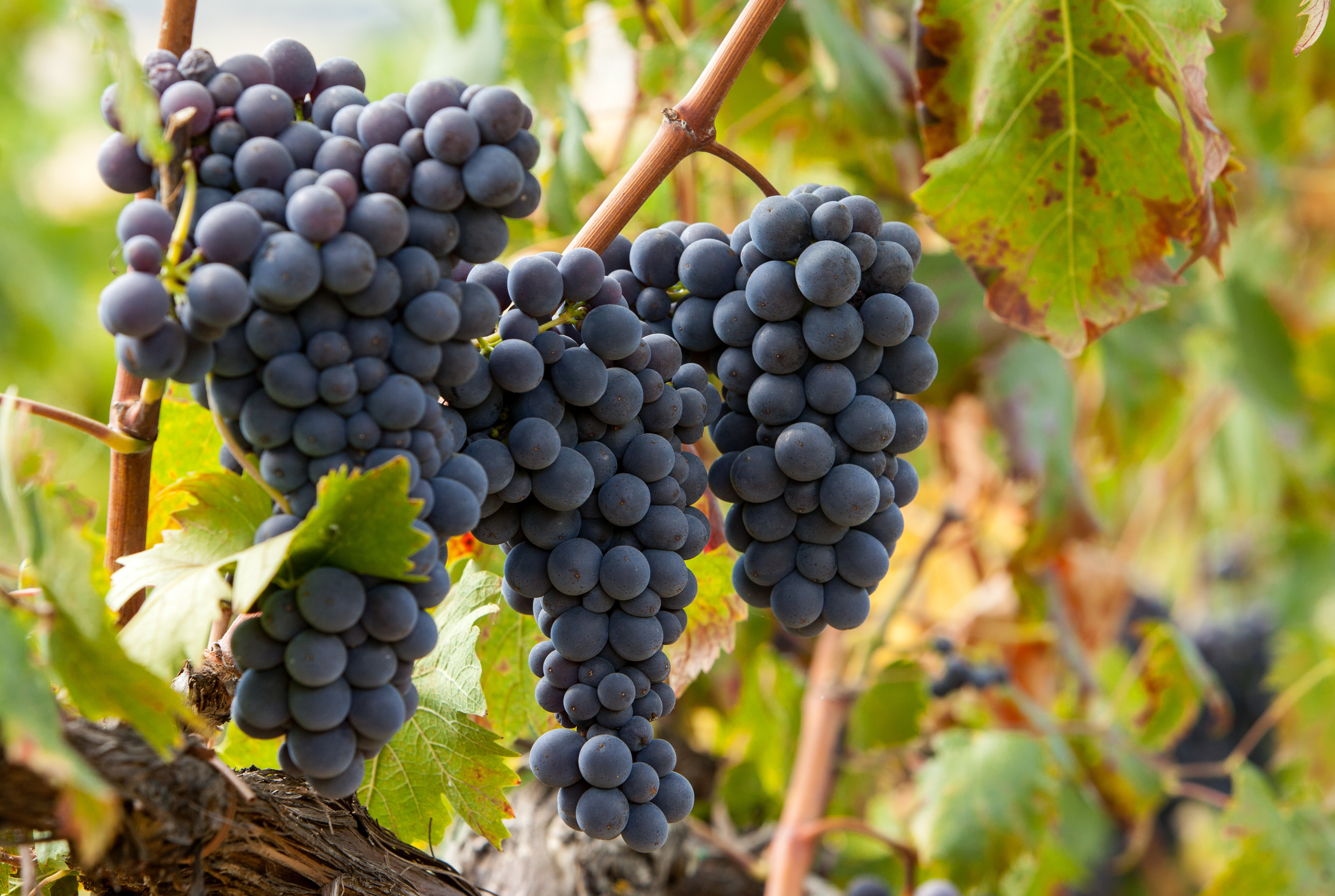 Imprudente: vino abruzzese motore trainante della crescita economica abruzzese, export in forte espansione