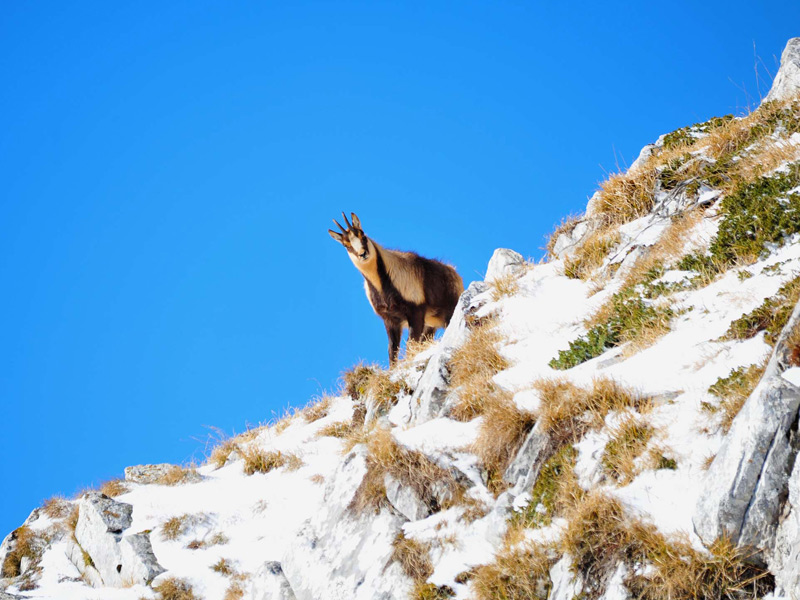 Controlli per la tutela del Camoscio nel Parco Nazionale d'Abruzzo Lazio e Molise