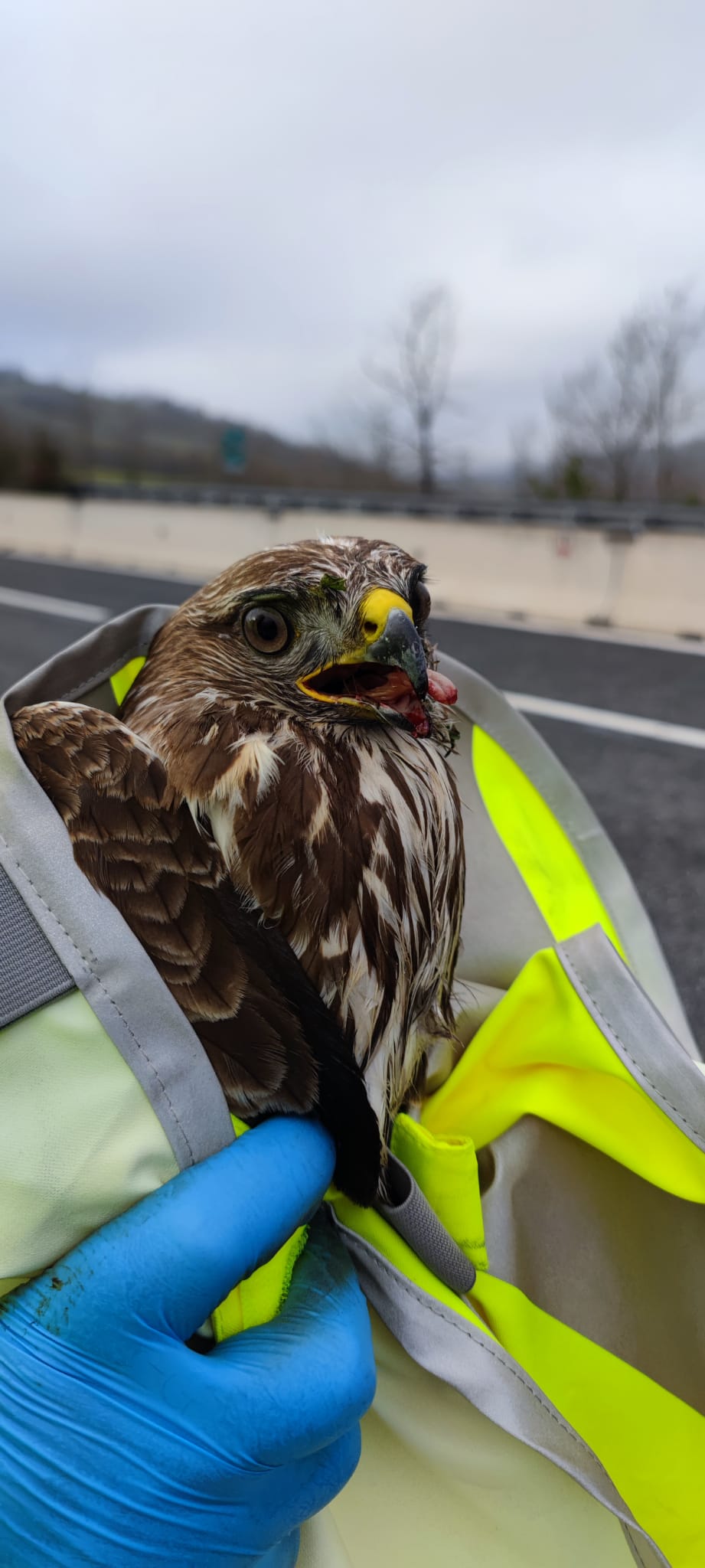 L'Aquila, sulla A24 salvata dalla polizia stradale una poiana 