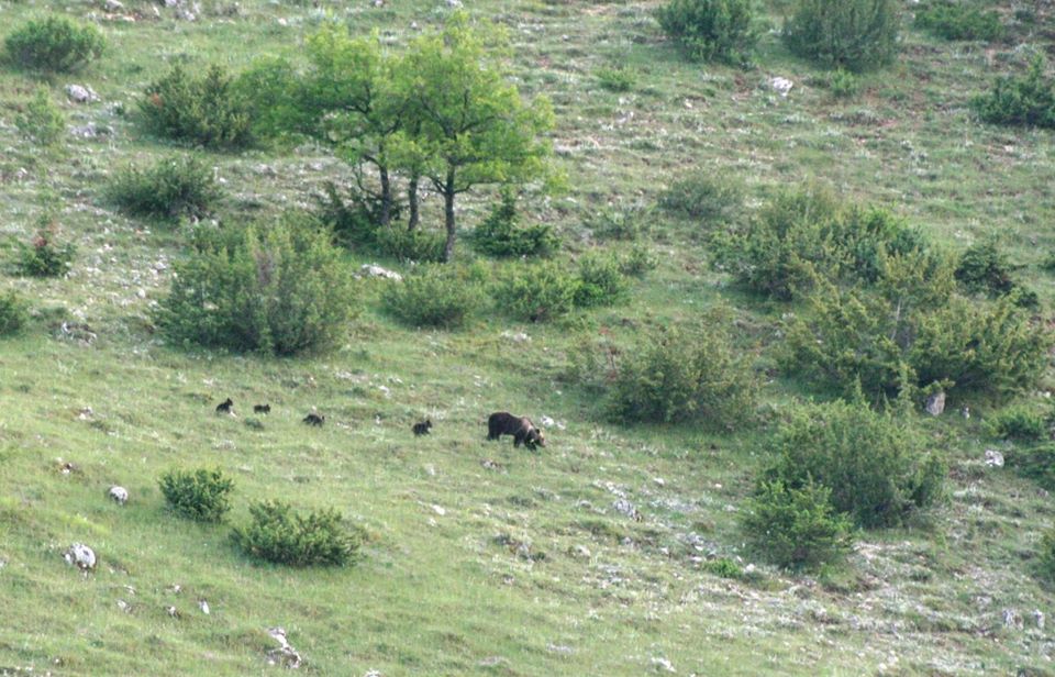 Avvistata al Parco nazionale Abruzzo Lazio e Molise una femmina di Orso Marsicano con 4 cuccioli