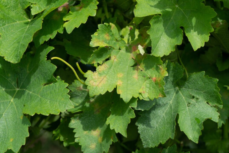 Peronospora: Abi Abruzzo, al lavoro per sospensione rate prestiti imprese agricole