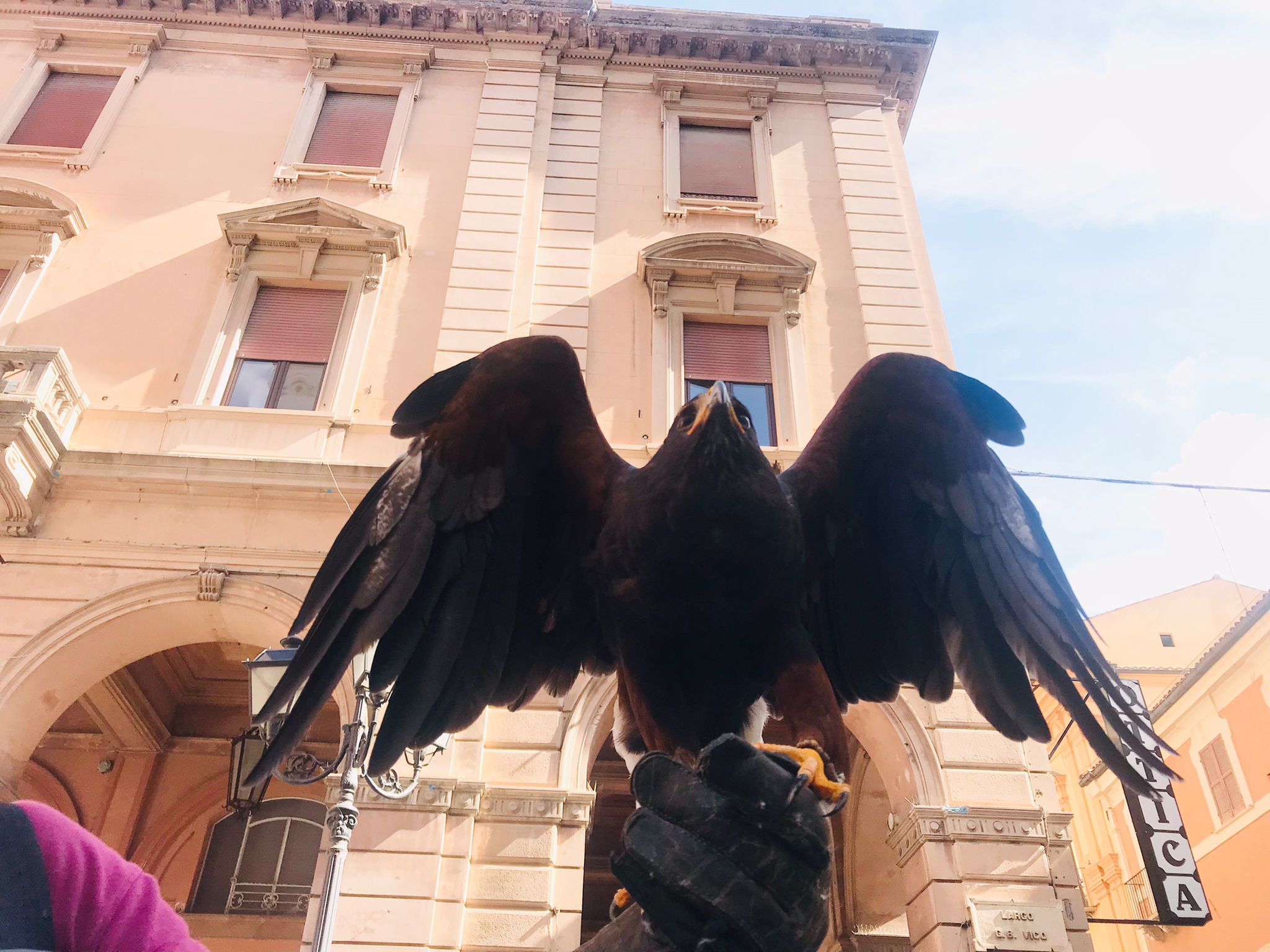 Chieti, Falconeria e bird control, continuano i lanci nel cielo cittadino per diminuire la presenza dei piccioni