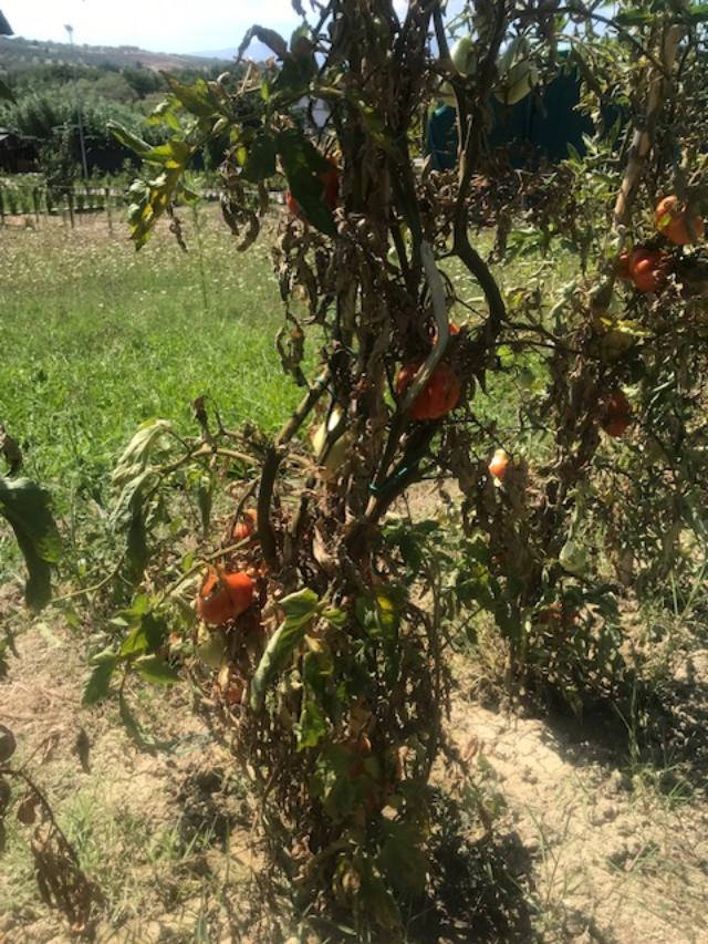 Agricoltura Abruzzo, Imprudente: nuovo bando per insediamento giovani agricoltori