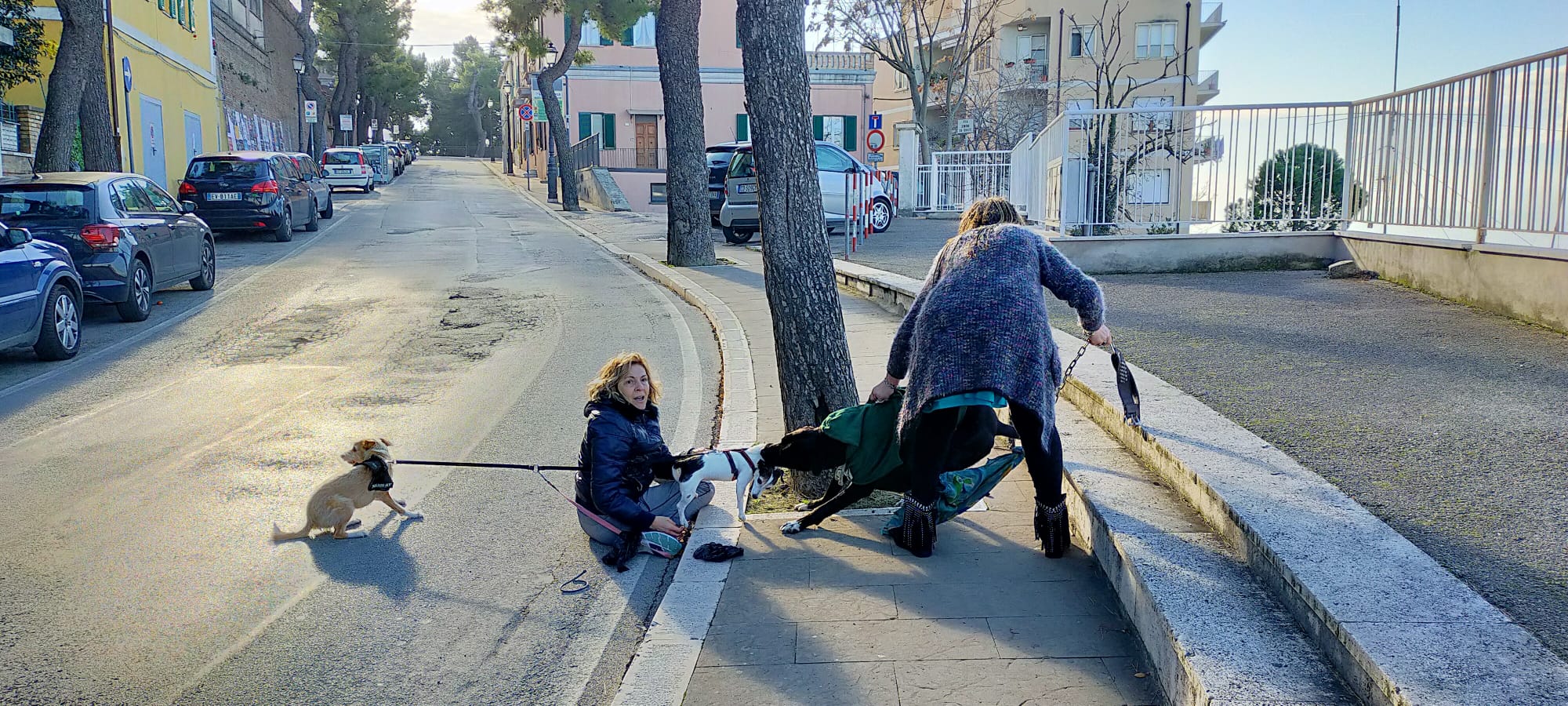 Chieti, aggredita da un molosso una cagnolina a passeggio con la padroncina 