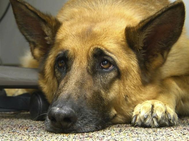 Approvato nuovo regolamento per l'adozione di cani vaganti e catturati sul territorio comunale di Fossacesia