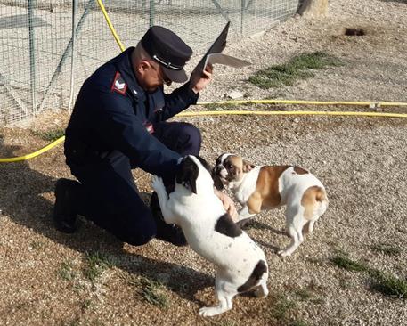 Cuccioli di Bouledogue francese  sequestrati a Corropoli(Te), saranno assegnati tramite asta telematica