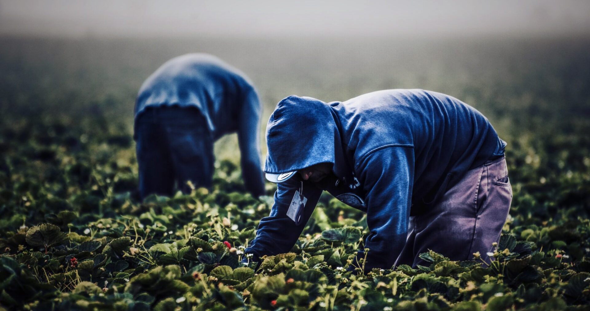 Scattano all’alba i controlli nel Fucino contro il caporalato e lo sfruttamento del lavoro nero.