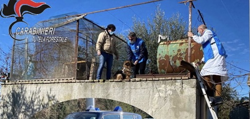 Pastore tedesco segregato in una voliera, denunciato un uomo di Lanciano