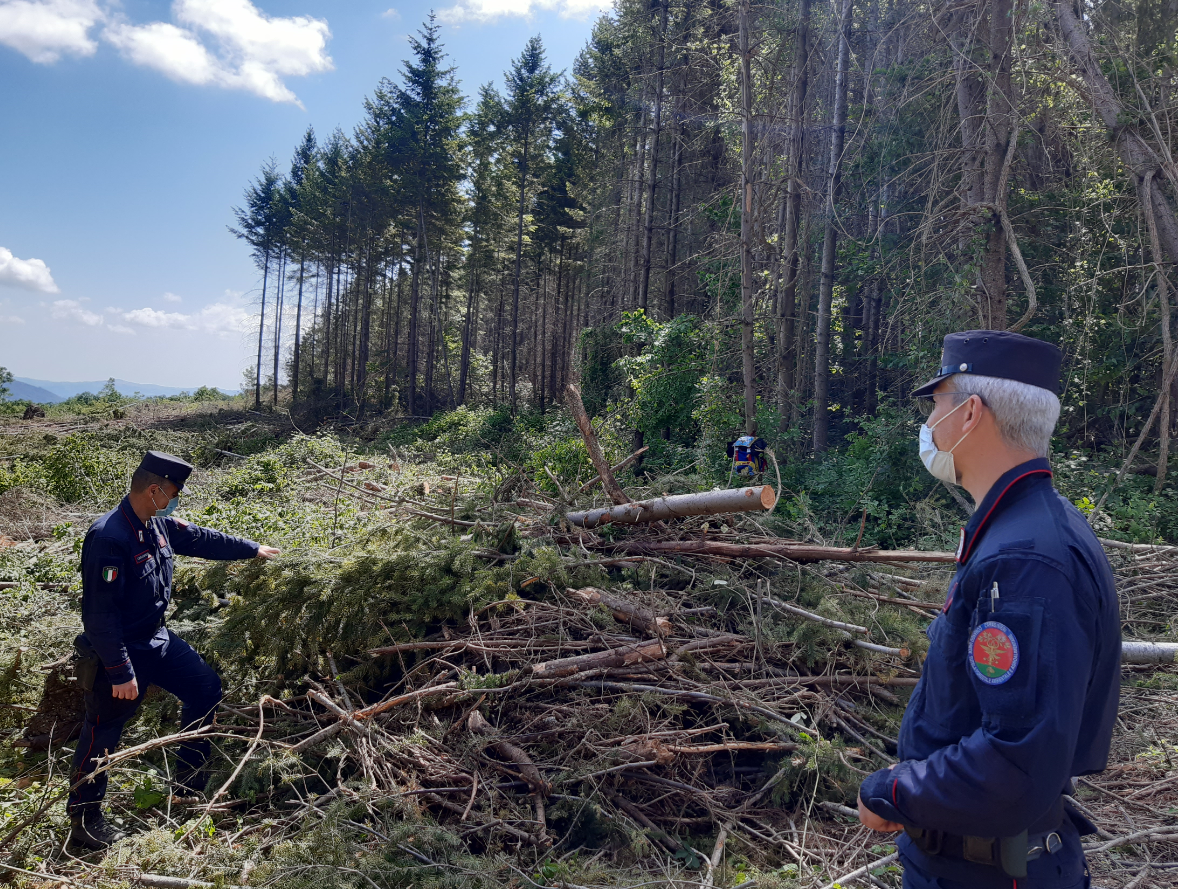 Torrebruna (Ch): Taglio di bosco non autorizzato, carabinieri Forestale fermano cantiere e denunciano tre persone