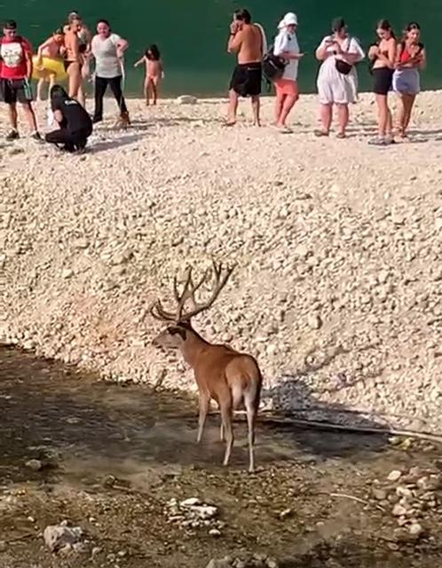 Appello di associazioni e cooperative contro l'abbattimento di 469 cervi in Abruzzo: un danno al turismo naturalistico