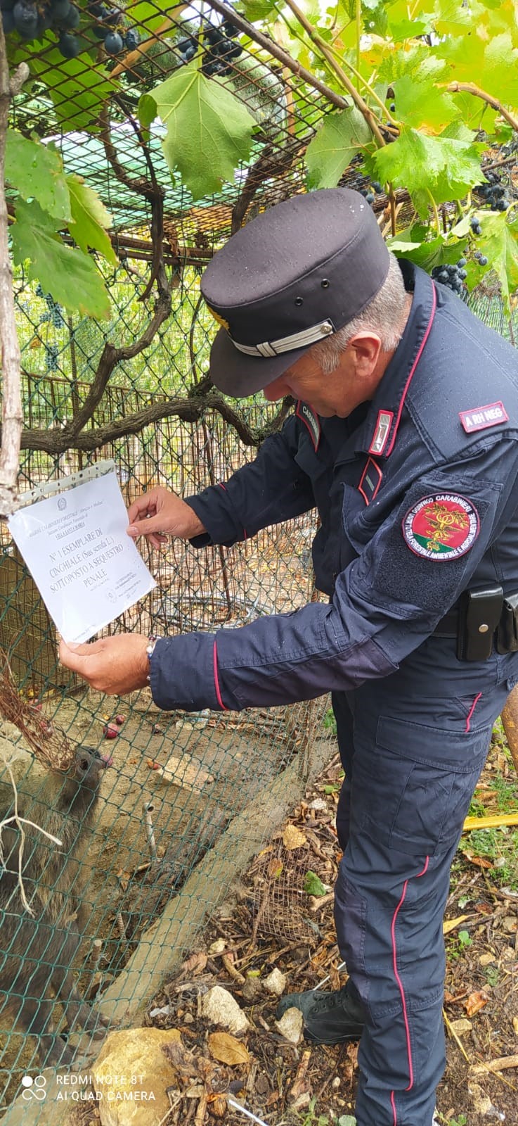 Torrebruna (Ch), cinghiale in cattività, Carabinieri Forestali denunciano detentore