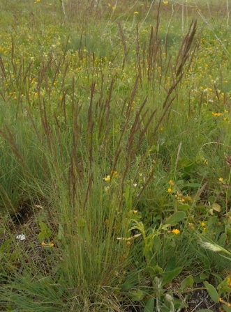 Festuca del Vallese, una nuova scoperta nel mondo della botanica