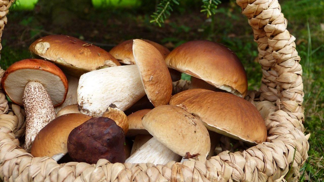 Mangiano funghi ed avvertono un malore, intossicata un'intera famiglia nel pescarese