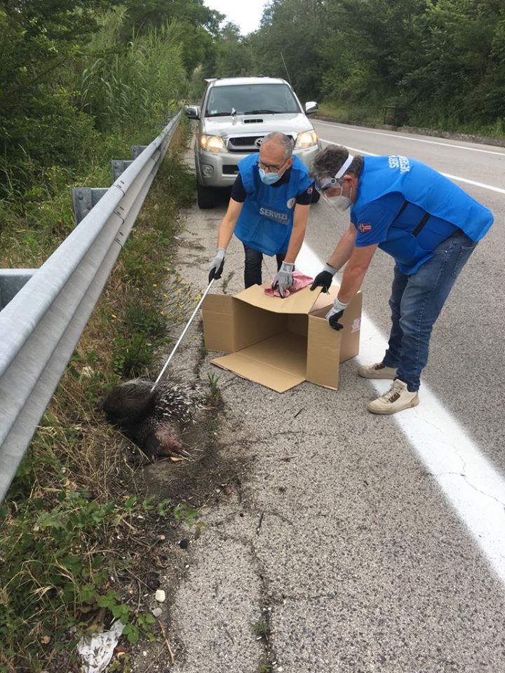 I veterinari della Asl Lanciano Vasto Chieti salvano un istrice investito da un' auto a Bucchianico