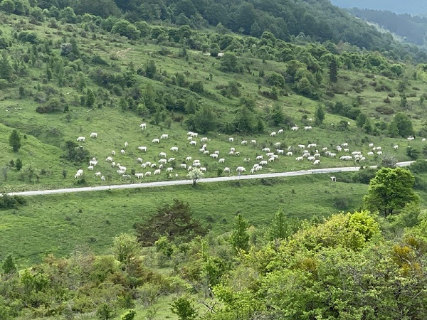 Pascolo abusivo nel cuore del Parco Nazionale e carcasse abbandonate in un SIC