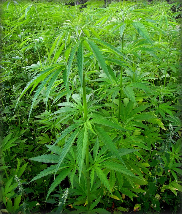 Sequestrata dalla GdF piantagione di marijuana a Sulmona