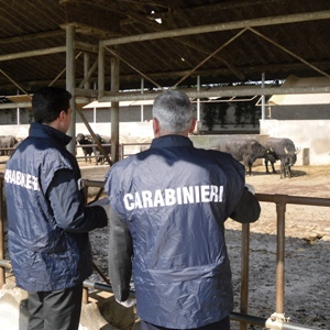 Sicurezza alimentare, controlli del Nas Pescara nel chietino, nel mirino un deposito di cereali