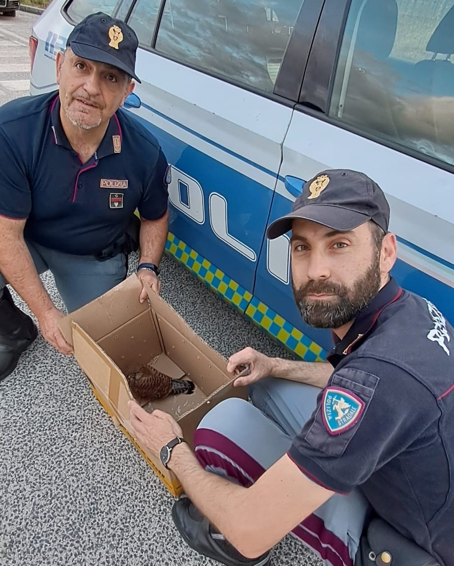 Pratola Peligna, gheppio ferito salvato dalla Polizia Stradale sulla A25: sarà curato e tornerà a volare