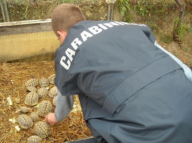 Confiscate dai Forestali Nucleo Carabinieri Cites di Pescara due tartarughe